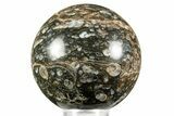 Polished Freshwater Snails (Elimia) In Limestone Sphere - Wyoming #370887-1